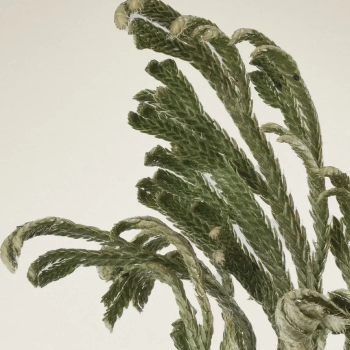 ⁦Abib - Collagen Eye Patch Jericho Rose Jelly 30 pair - 90 g⁩ - الصورة ⁦5⁩